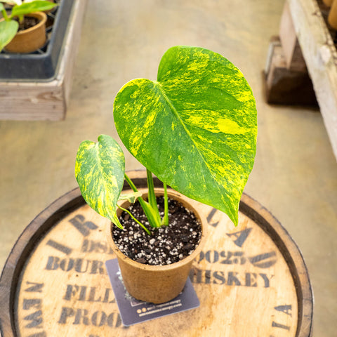 4" Monstera Deliciosa Yellow Marilyn