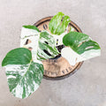4" Monstera Albo - Uncommon Canopy