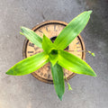 4" Bromeliad - Uncommon Canopy