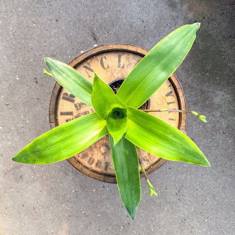 4" Bromeliad
