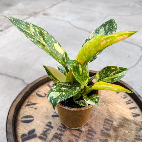 4" Philodendron Green Congo Nuclear Constellation - Uncommon Canopy