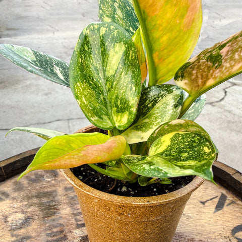 4" Philodendron Green Congo Nuclear Constellation - Uncommon Canopy