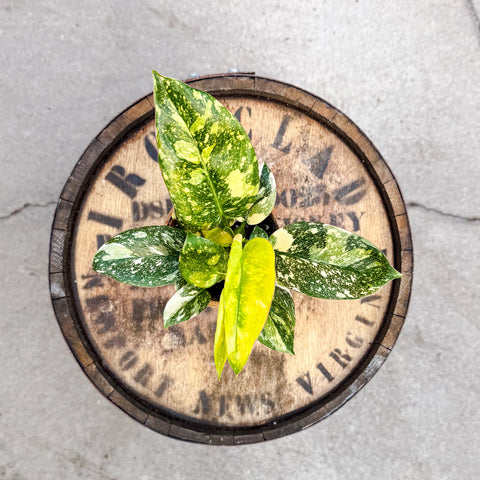 4" Philodendron Green Congo Nuclear Constellation - Uncommon Canopy