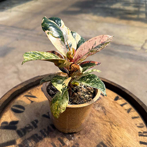 Ficus Shiverna - Uncommon Canopy