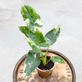 Alocasia Macrorrhiza Variegata - Uncommon Canopy