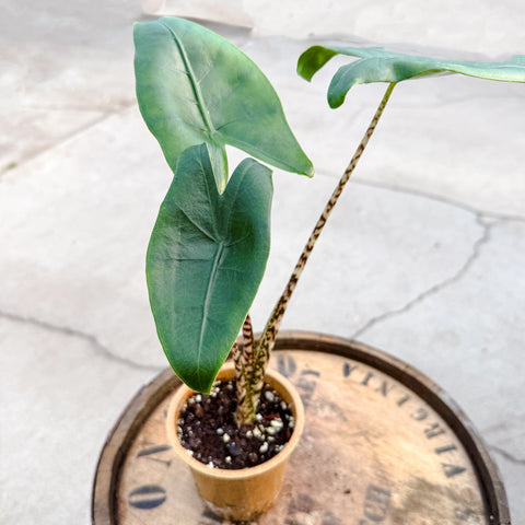 Alocasia Zebrina - Uncommon Canopy