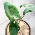 Alocasia Zebrina - Uncommon Canopy