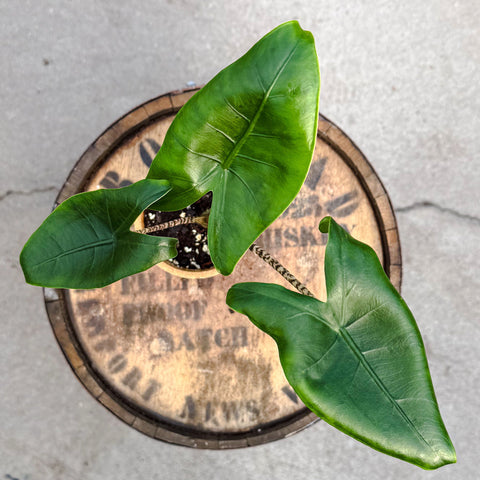 Alocasia Zebrina - Uncommon Canopy