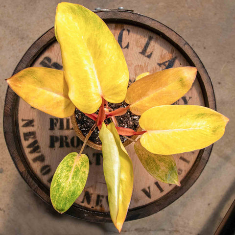 Philodendron Painted Lady - Uncommon Canopy