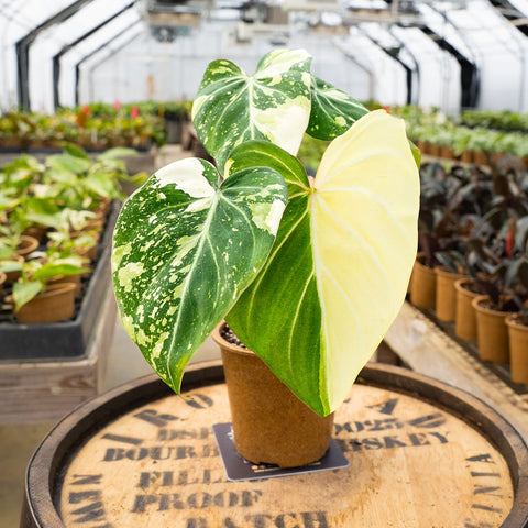 aurea philodendron 4" Philodendron Gloriosum Aurea – Uncommon Canopy