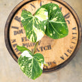4" Philodendron Gloriosum Aurea - Uncommon Canopy