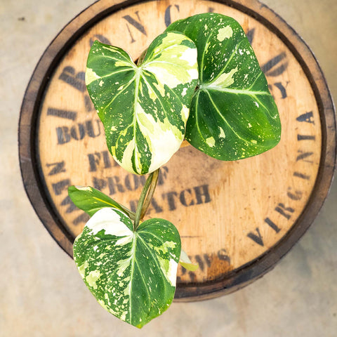 4" Philodendron Gloriosum Aurea