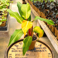 4" Philodendron Orange Marmalade - Uncommon Canopy
