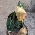 4" Philodendron Black Gold - Uncommon Canopy