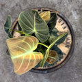 4" Philodendron Black Gold - Uncommon Canopy
