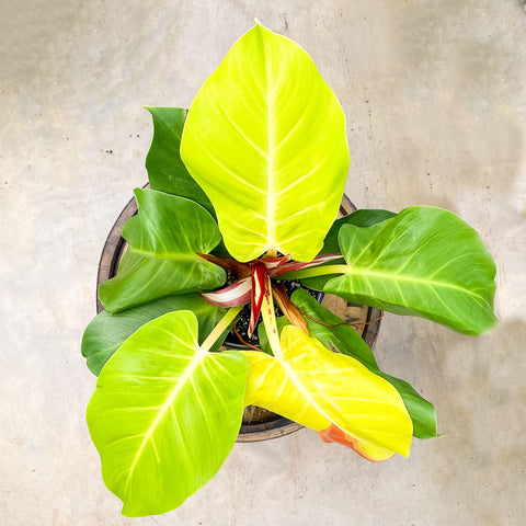 4" Philodendron Yellow Frame Red Moon Variegated