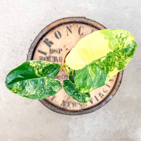 4" Philodendron 'Burle Marx' Variegated