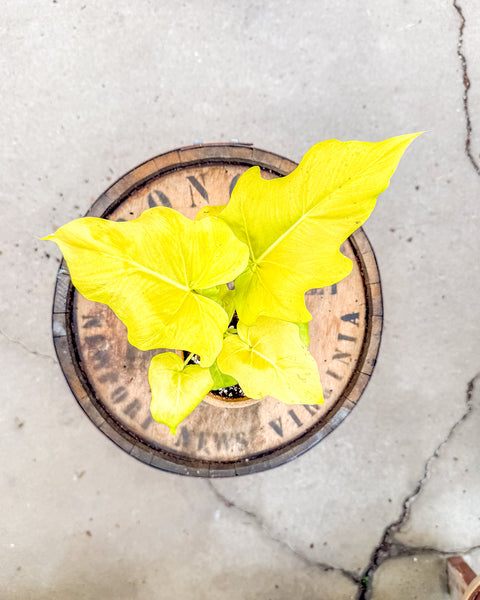 4" Philodendron Warscewiczii 'Golden'