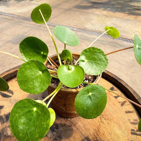 Pilea Peperomoides