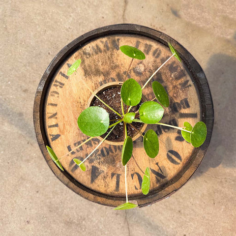 Pilea Peperomoides