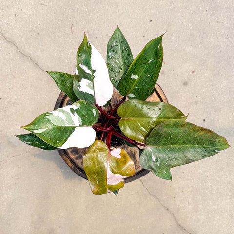 4" Philodendron Pink Princess Marble