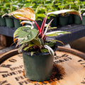 Philodendron Red Anderson - Uncommon Canopy