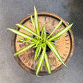 4" Variegated Spider Plant - Uncommon Canopy
