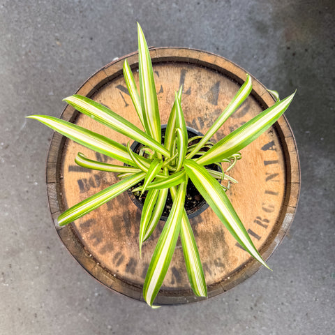 4" Variegated Spider Plant