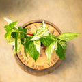 4" Syngonium Albo - Uncommon Canopy