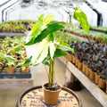 4" Syngonium Albo - Uncommon Canopy