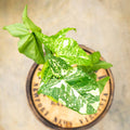 4" Syngonium Panda - Uncommon Canopy