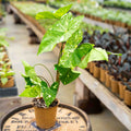 4" Syngonium Panda - Uncommon Canopy