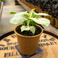 Syngonium Bundle - Uncommon Canopy