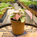 Syngonium Bundle - Uncommon Canopy