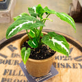 Syngonium Bundle - Uncommon Canopy
