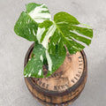4" Monstera Thai Constellation - Uncommon Canopy