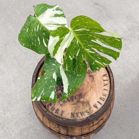 4" Monstera Thai Constellation