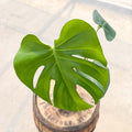 4" Monstera Deliciosa - Uncommon Canopy