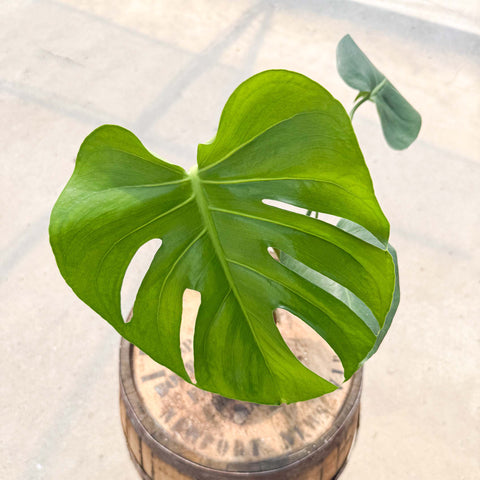 4" Monstera Deliciosa - Uncommon Canopy
