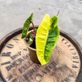 4" Variegated Philodendron Billietiae - Uncommon Canopy