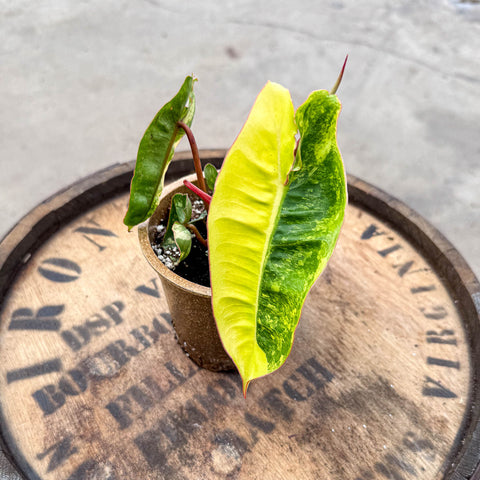 4" Variegated Philodendron Billietiae - Uncommon Canopy