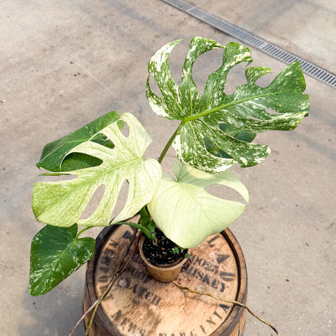 4" Monstera White Monster