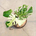 4" Monstera White Monster - Uncommon Canopy