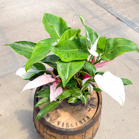 4" Philodendron White Princess Tricolor
