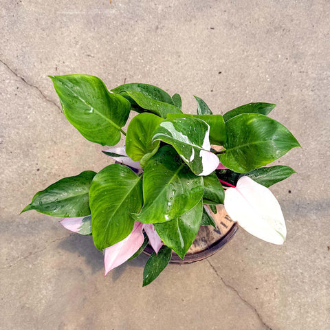 4" Philodendron White Princess Tricolor
