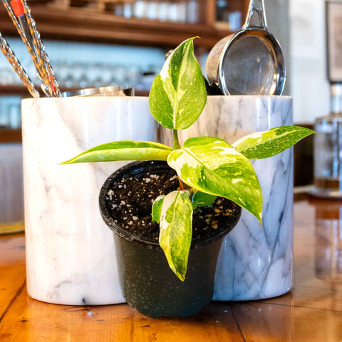 Philodendron White Princess Tricolor - Uncommon Canopy