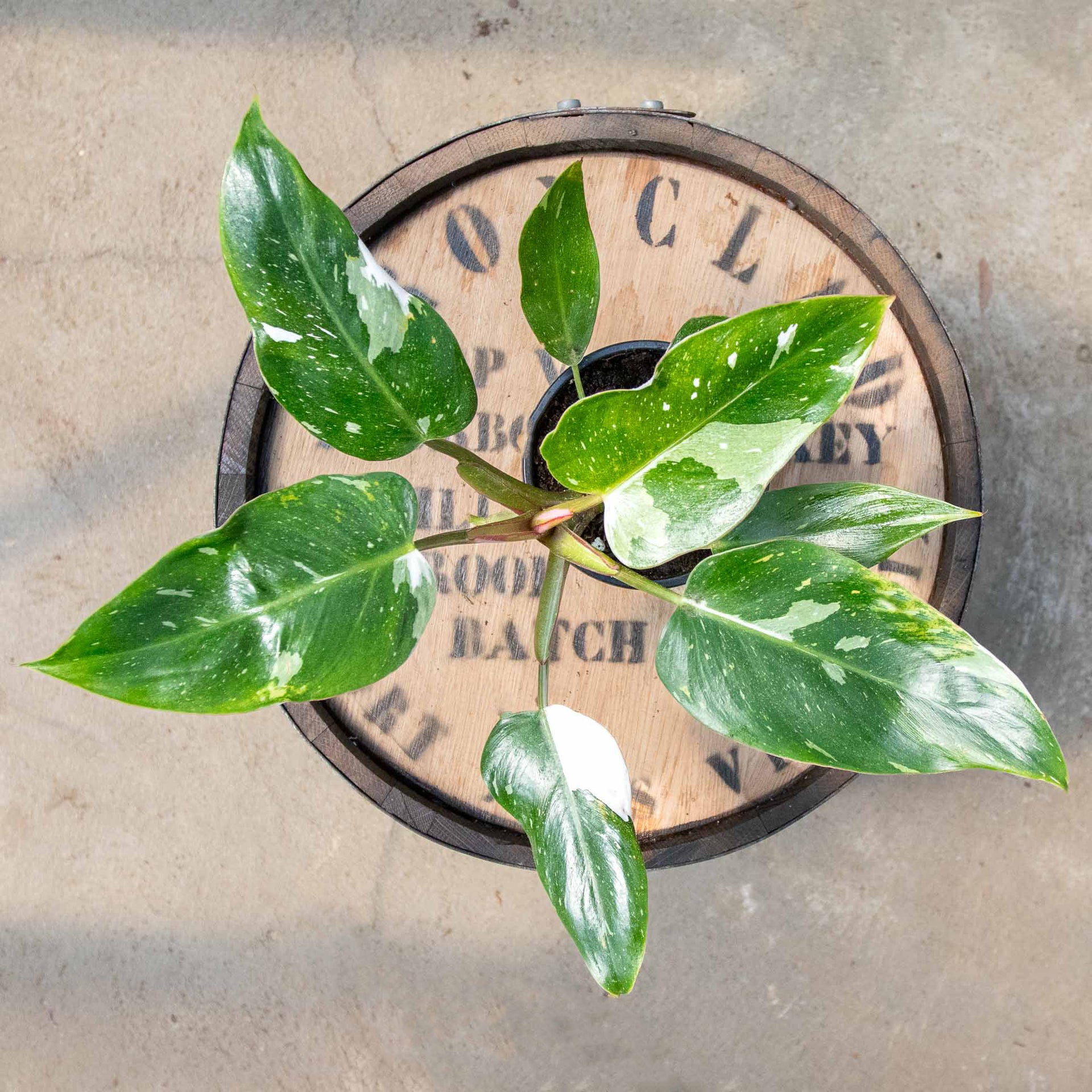 wizard philodendron 4" Philodendron White Wizard – Uncommon Canopy