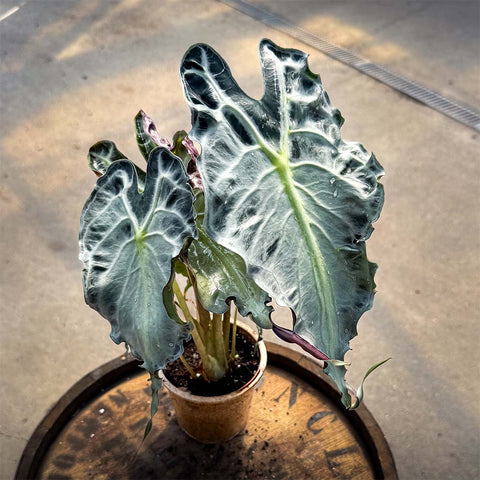 4" Alocasia Venom