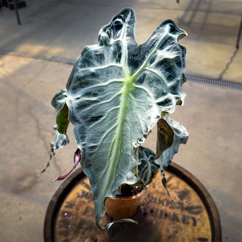 4" Alocasia Venom