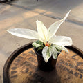 4" Anthurium Hookeri Variegated - Uncommon Canopy